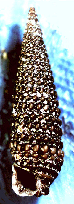 Similiphora similior ?